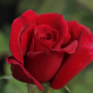 Piros - teahibrid rózsa